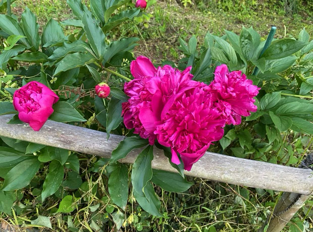 思金神社の四季折々の花